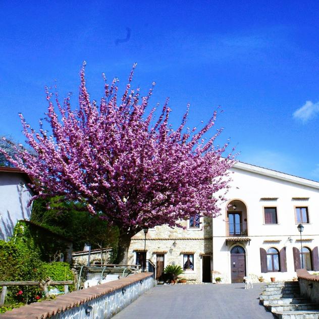 casa indipendente in vendita a Contrada