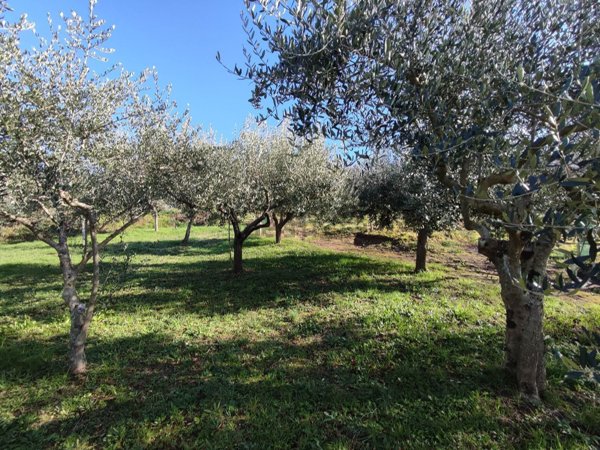 terreno agricolo in vendita a Contrada