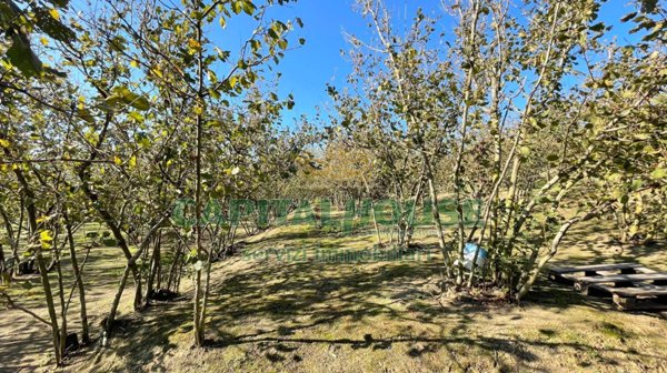 terreno agricolo in vendita a Contrada