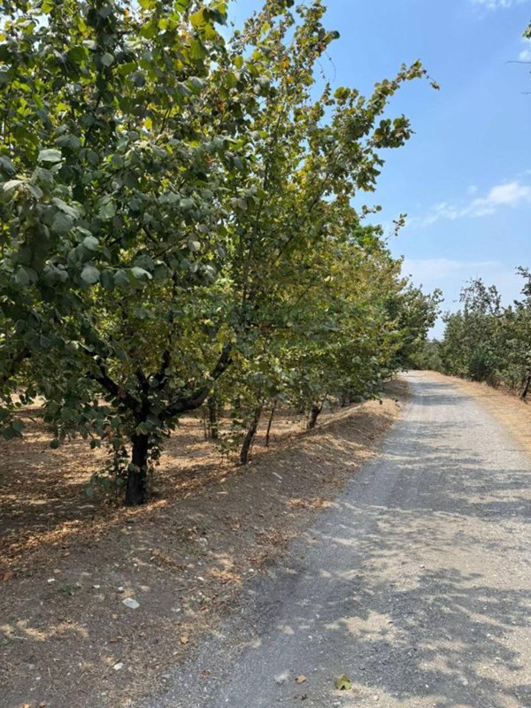terreno agricolo in vendita a Domicella