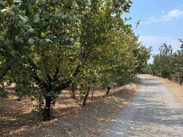terreno agricolo in vendita a Domicella