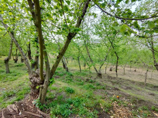 terreno agricolo in vendita a Domicella