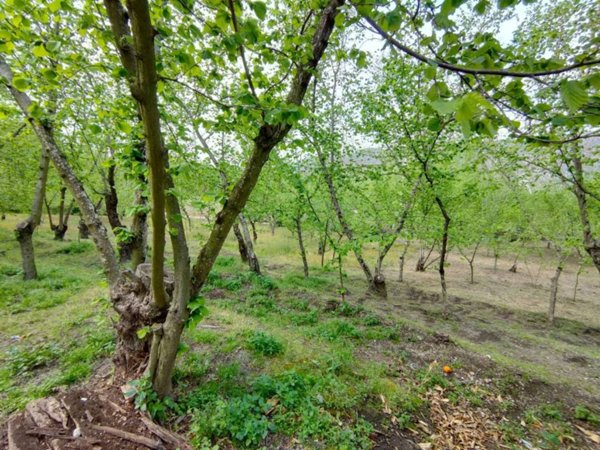terreno agricolo in vendita a Domicella