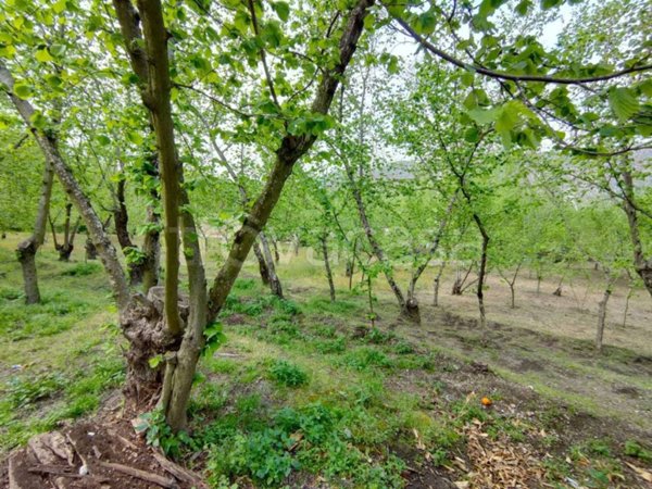 terreno agricolo in vendita a Domicella
