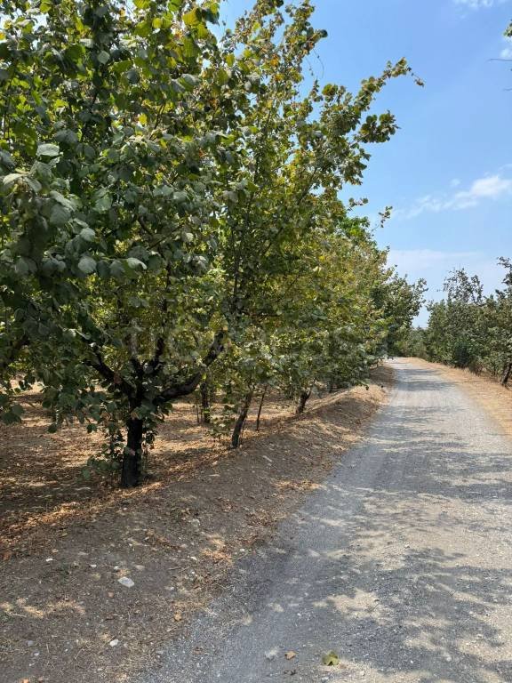 terreno agricolo in vendita a Domicella