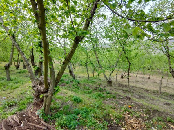 terreno agricolo in vendita a Domicella