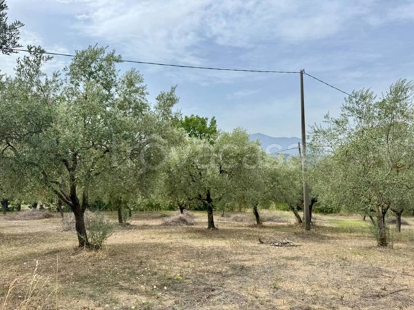 terreno agricolo in vendita a Fontanarosa