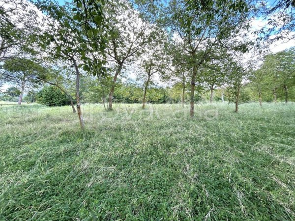 terreno agricolo in vendita a Fontanarosa