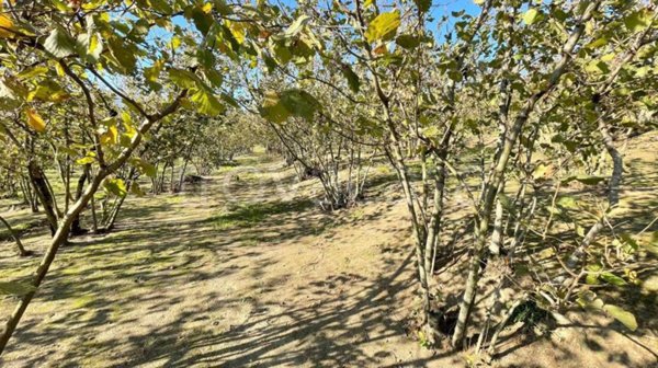 terreno agricolo in vendita a Forino