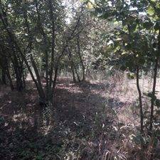 terreno agricolo in vendita a Greci