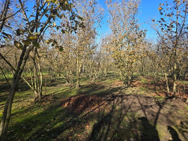 terreno agricolo in vendita a Manocalzati