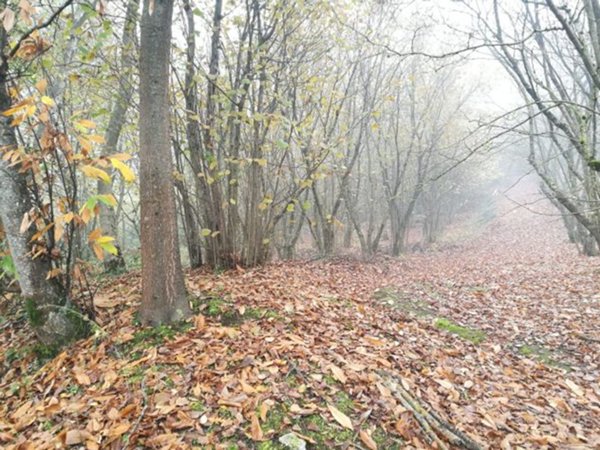 terreno agricolo in vendita a Manocalzati