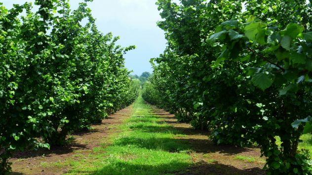 terreno agricolo in vendita ad Alba