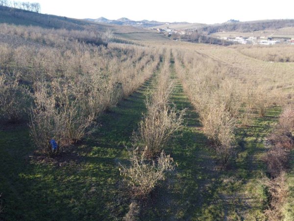 terreno agricolo in vendita ad Alba in zona Mussotto