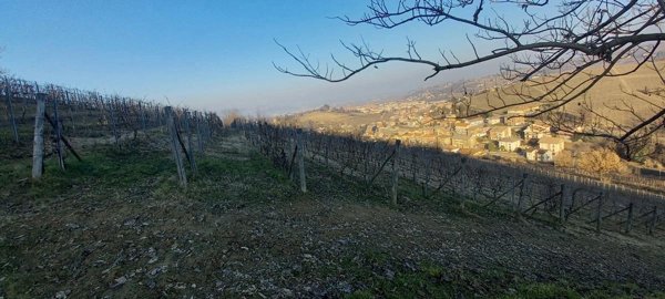 terreno agricolo in vendita ad Alba