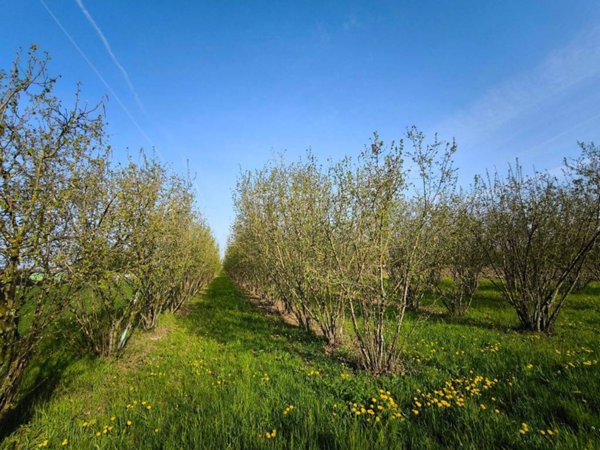 terreno agricolo in vendita ad Alba