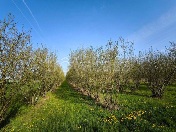 terreno agricolo in vendita ad Alba