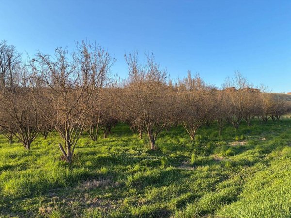 terreno agricolo in vendita ad Alba