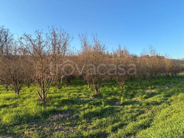 terreno agricolo in vendita ad Alba
