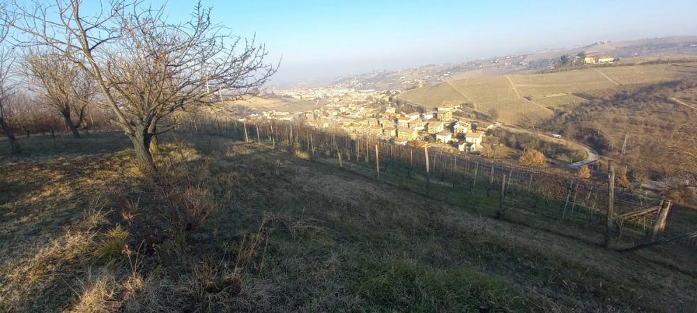 terreno agricolo in vendita ad Alba