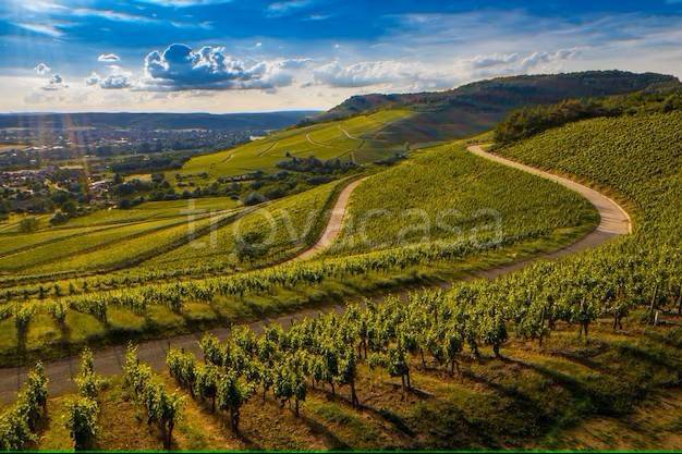 terreno agricolo in vendita ad Alba