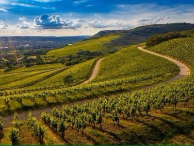 terreno agricolo in vendita ad Alba