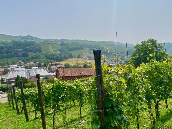 terreno agricolo in vendita ad Alba