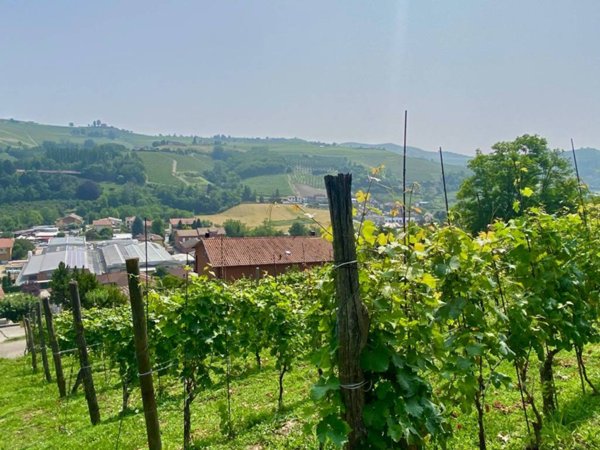 terreno agricolo in vendita ad Alba