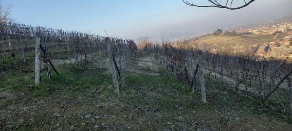 terreno agricolo in vendita ad Alba