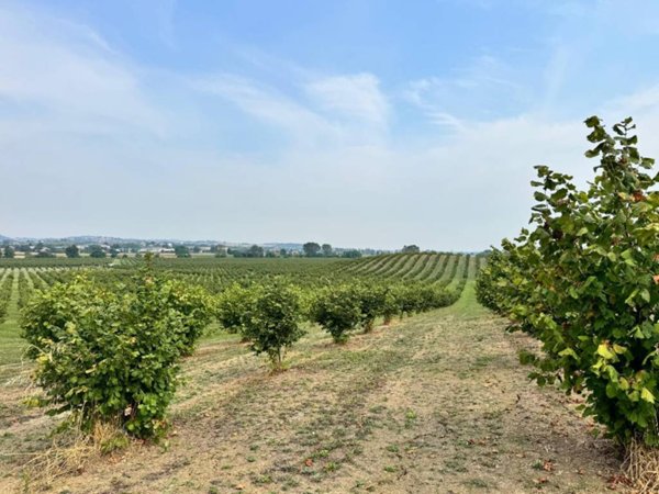 terreno agricolo in vendita ad Alba