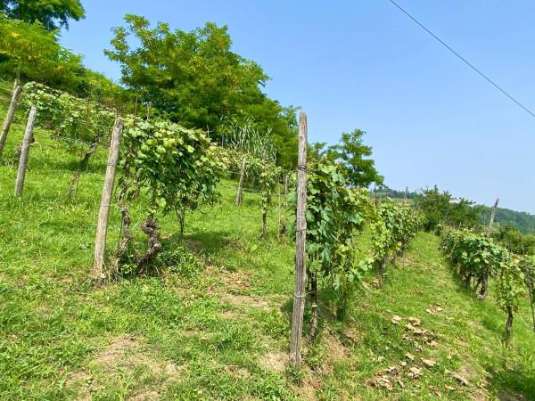 terreno agricolo in vendita ad Alba