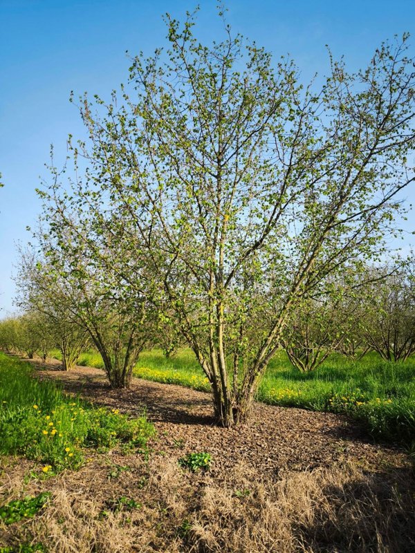terreno agricolo in vendita ad Alba