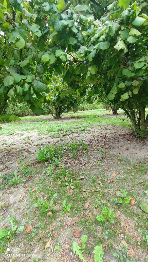 terreno edificabile in vendita ad Alba