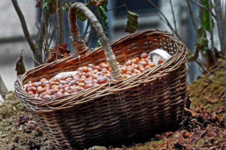 terreno agricolo in vendita ad Alba