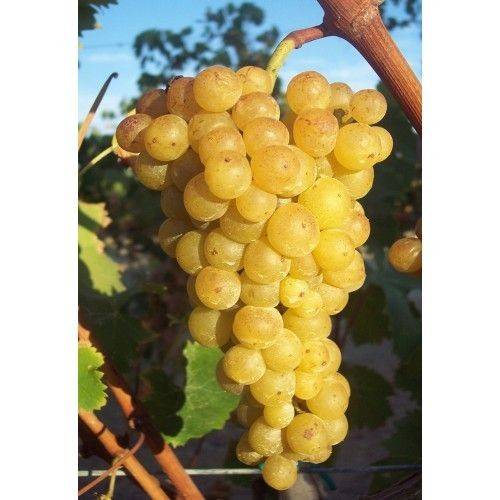 terreno agricolo in vendita ad Alba