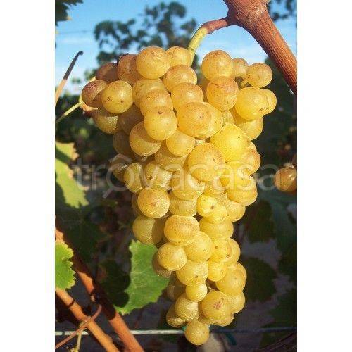 terreno agricolo in vendita ad Alba