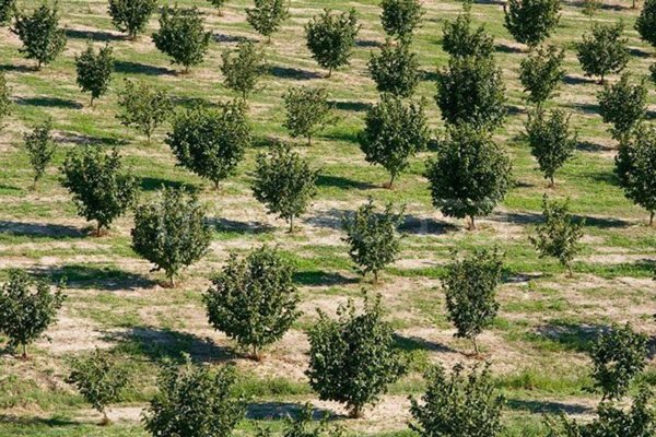 terreno agricolo in vendita ad Alba