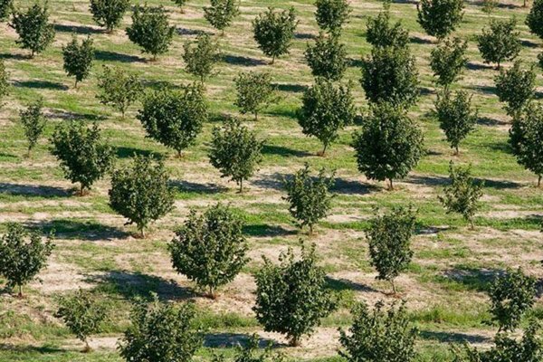 terreno agricolo in vendita ad Alba