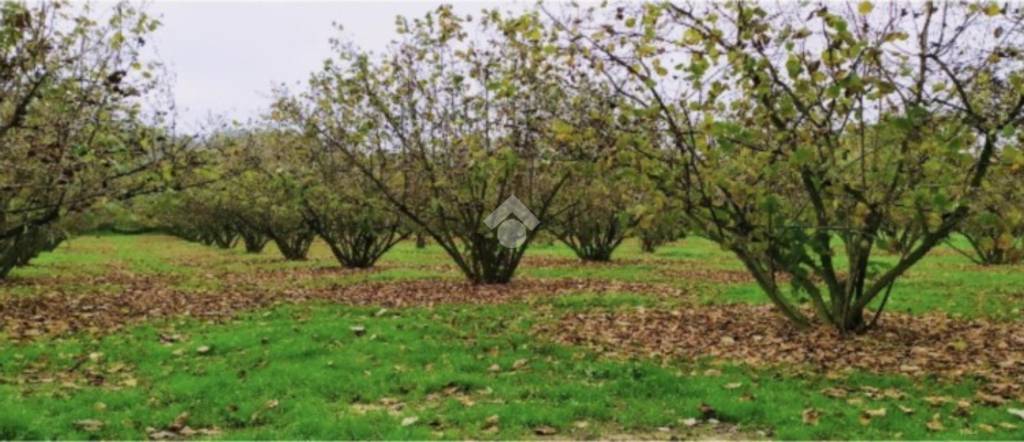 terreno agricolo in vendita a Mercogliano