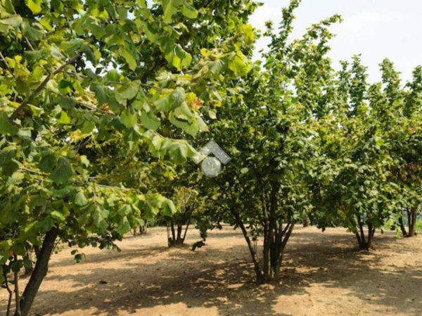 terreno agricolo in vendita a Mercogliano in zona Torrette
