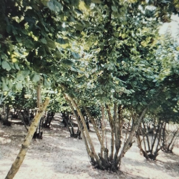 terreno agricolo in vendita a Mercogliano
