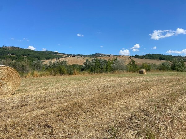 terreno agricolo in vendita a Montecalvo Irpino