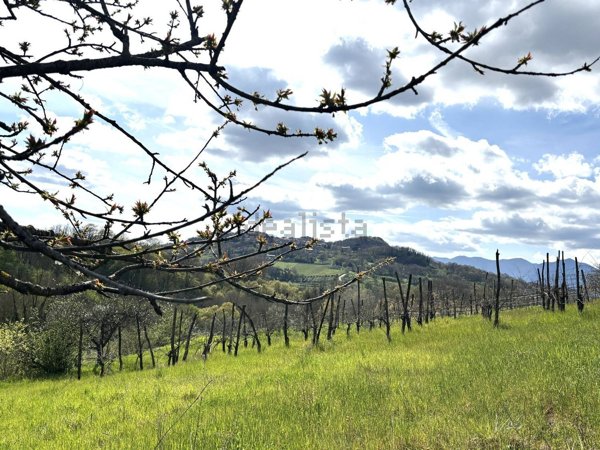terreno agricolo in vendita a Montefalcione