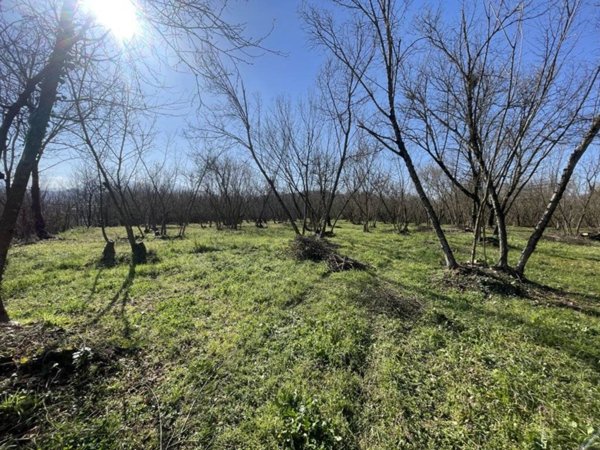 terreno agricolo in vendita a Montefredane in zona Alimata