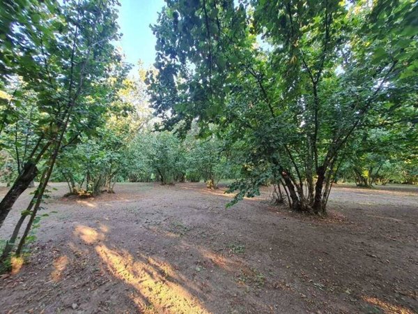 terreno agricolo in vendita a Montefredane in zona Alimata