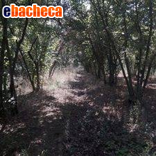 terreno agricolo in vendita a Montefredane