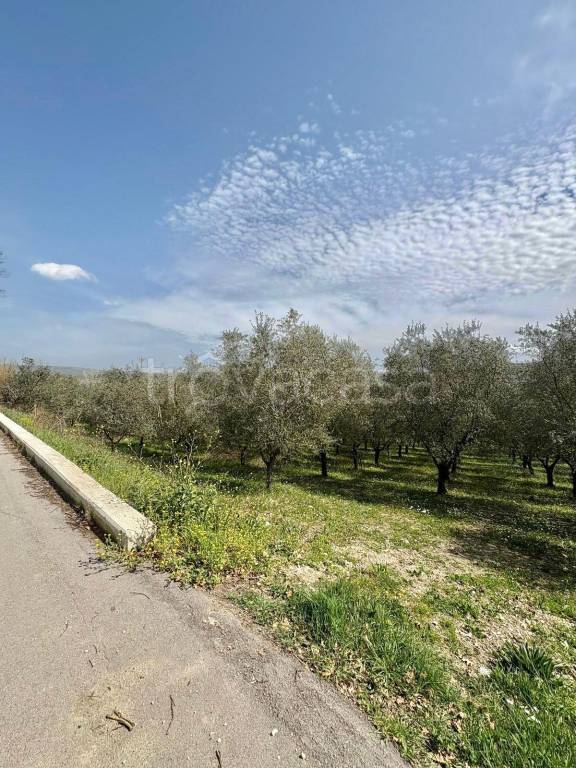 terreno agricolo in vendita a Montefredane