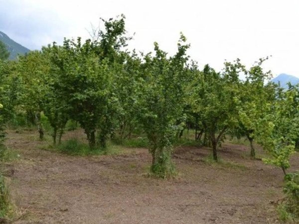 terreno agricolo in vendita a Montefredane