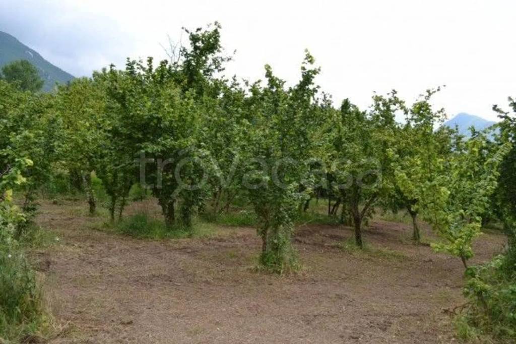 terreno agricolo in vendita a Montefredane in zona Alimata