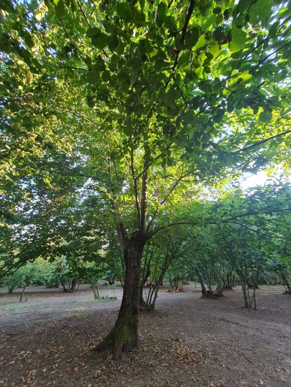 terreno agricolo in vendita a Montefredane in zona Alimata
